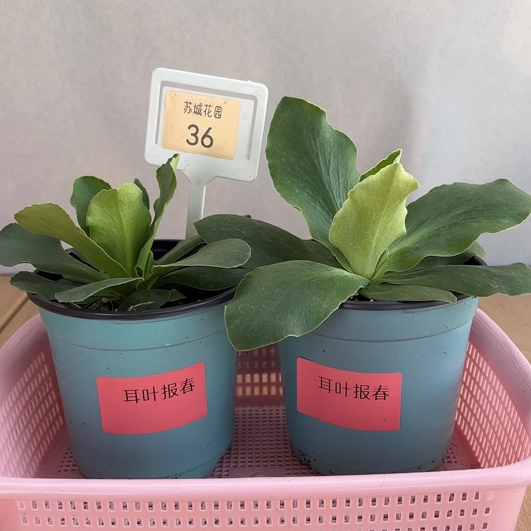 大部分开放少量花苞36