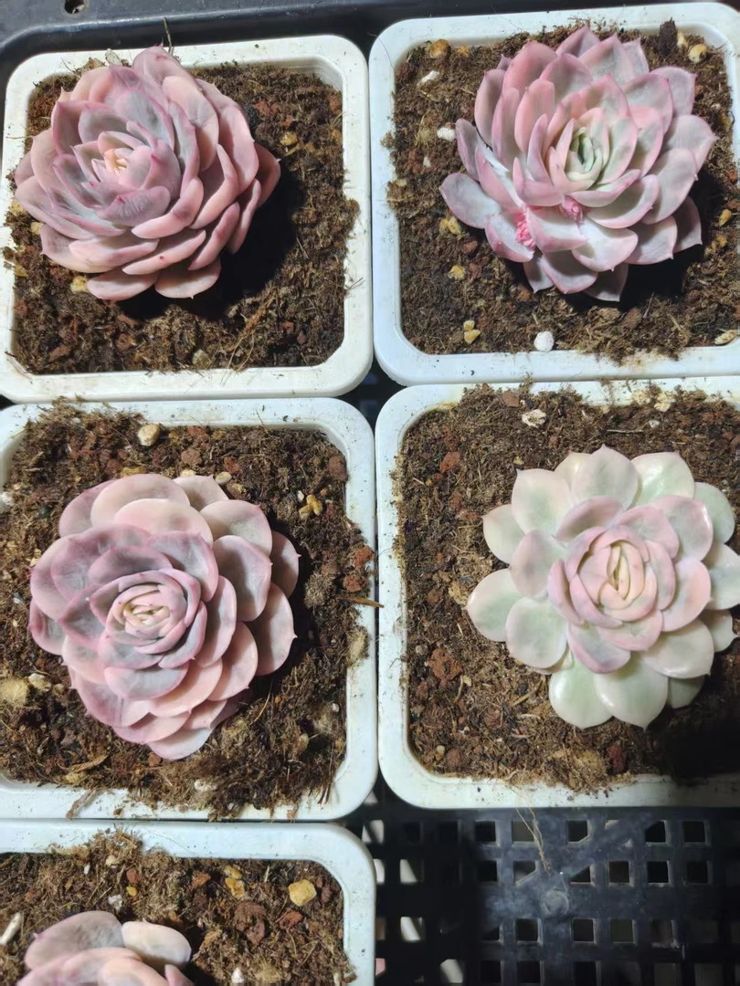 绿体昂斯诺锦，锦上园艺量拍