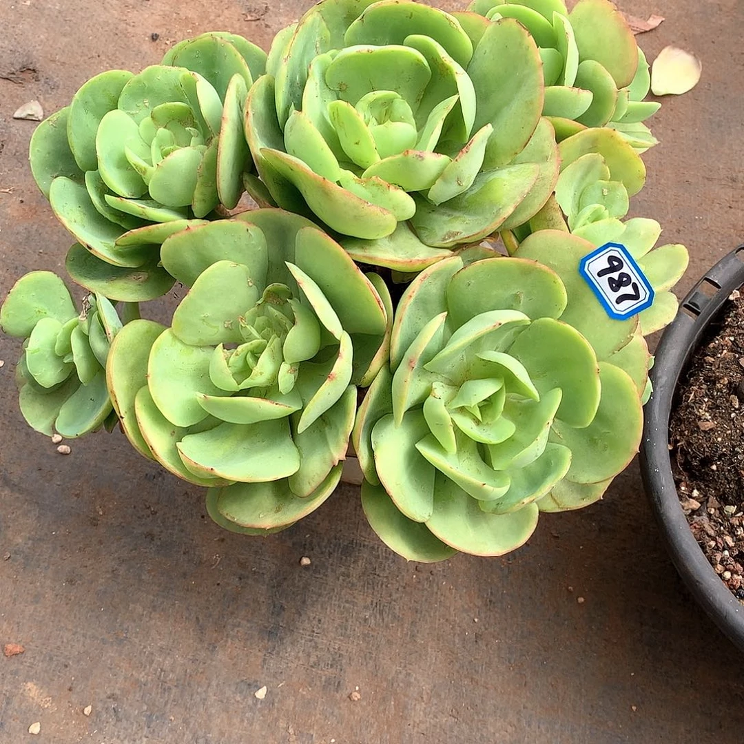 987碧桃 一物一拍多肉