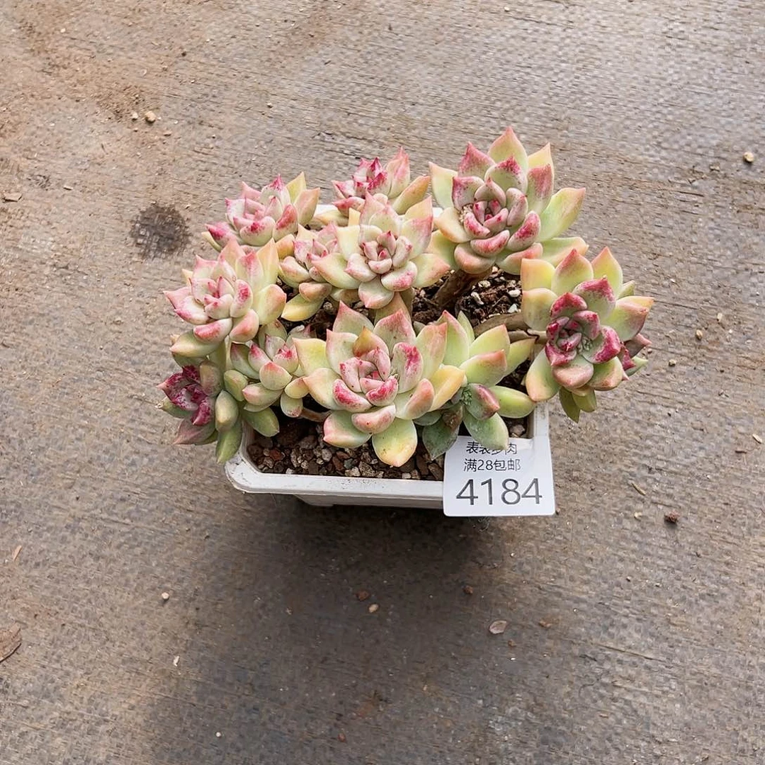 9号我们的确是一4184