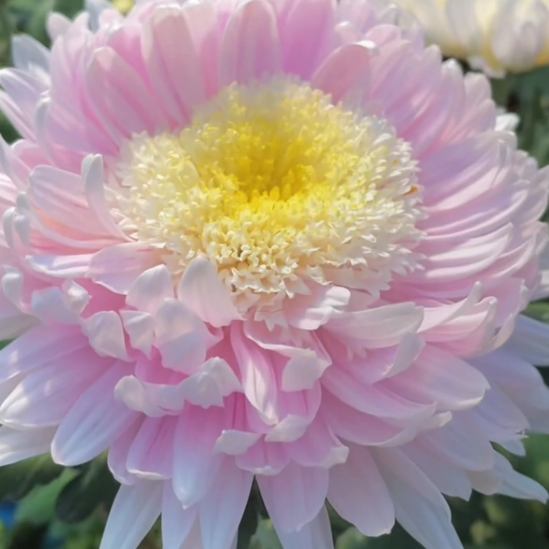 【扬芳吐蕊】丝菊盆栽大花多年生耐寒好养花卉带花苞发货
