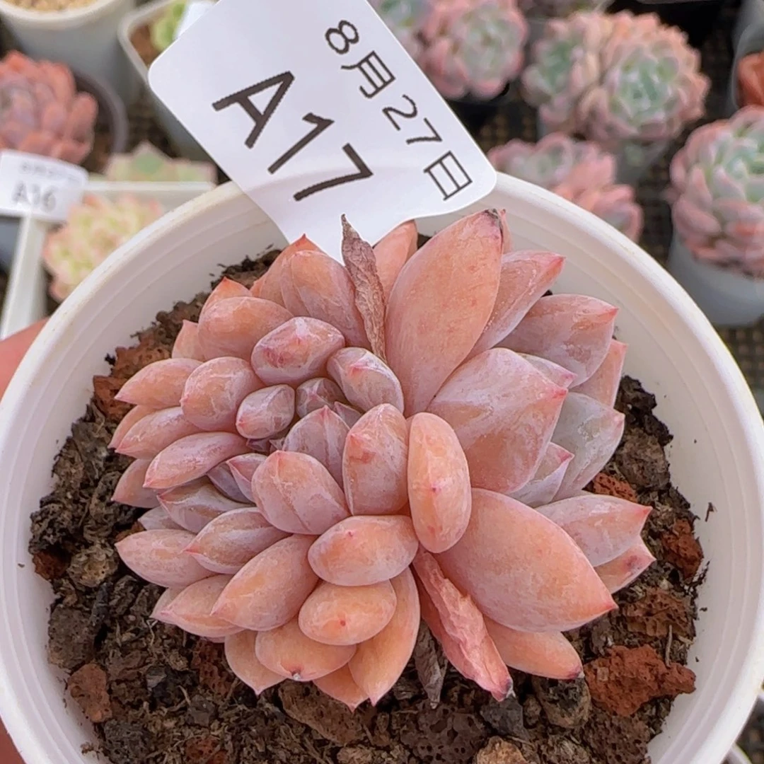 雪天使缀化一颗脱土