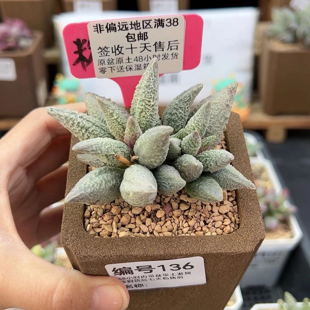 小****r136融化纹冰淇淋多肉