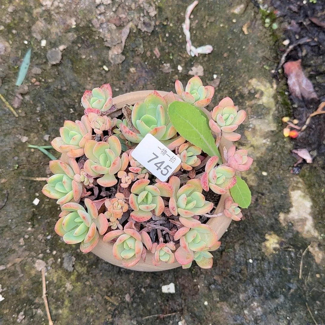 名****艺754号 一物一拍