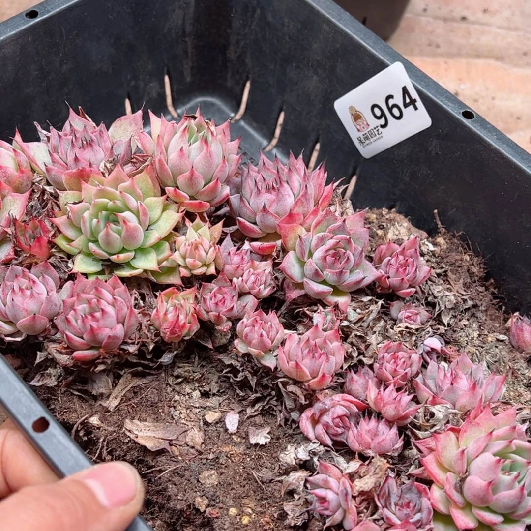 多肉植物多肉植物