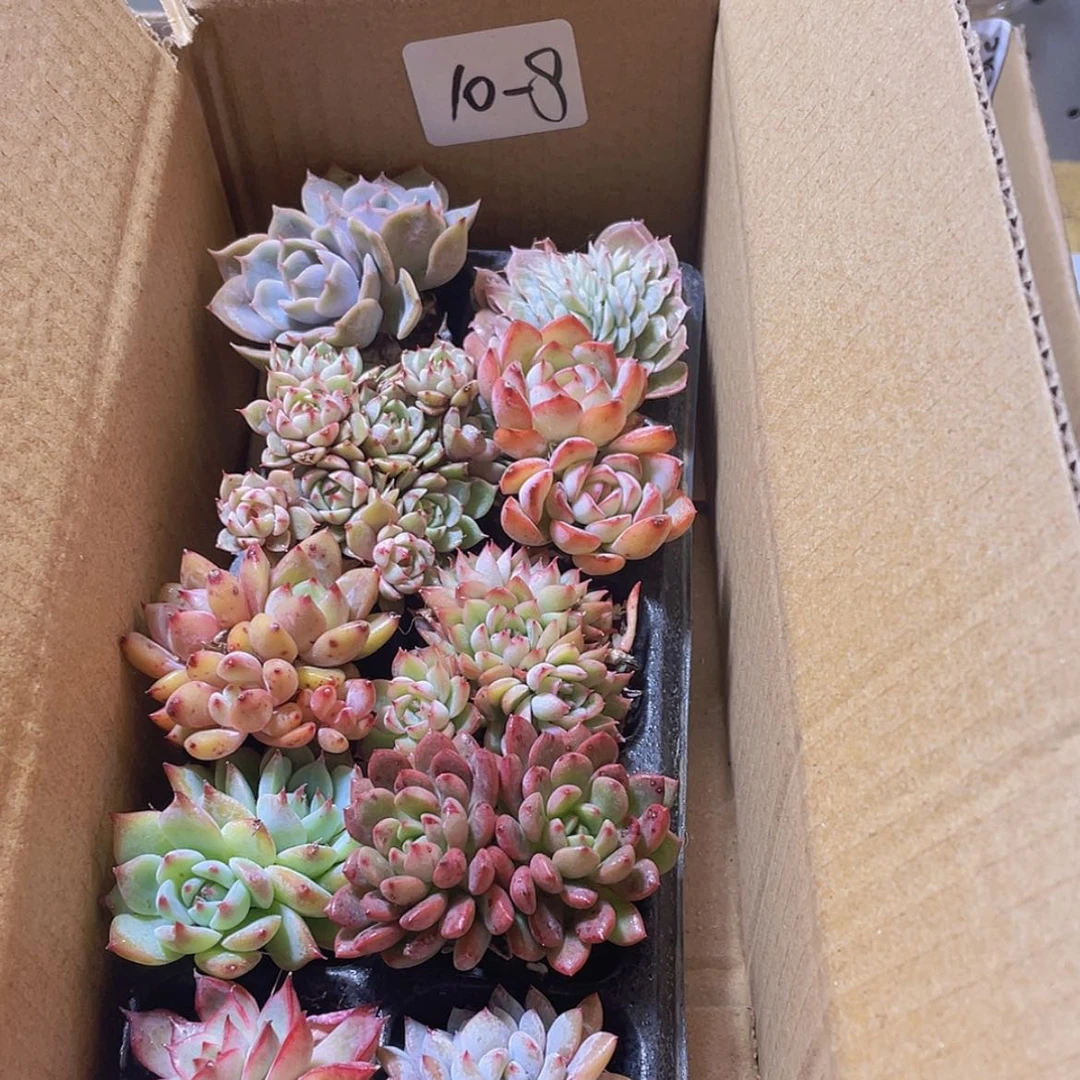 【闪购商品】10颗-8