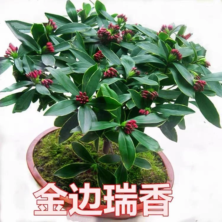 金边瑞香大苗盆栽浓香型带花苞室内外老桩观花植物耐寒四季开花卉