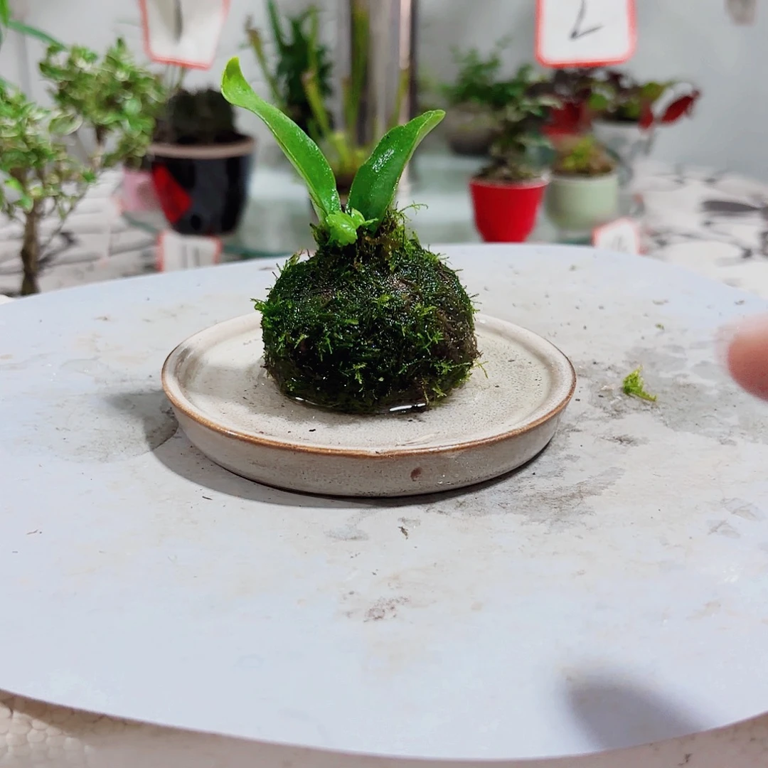 无花朵借***～一物一拍 所见即所得2