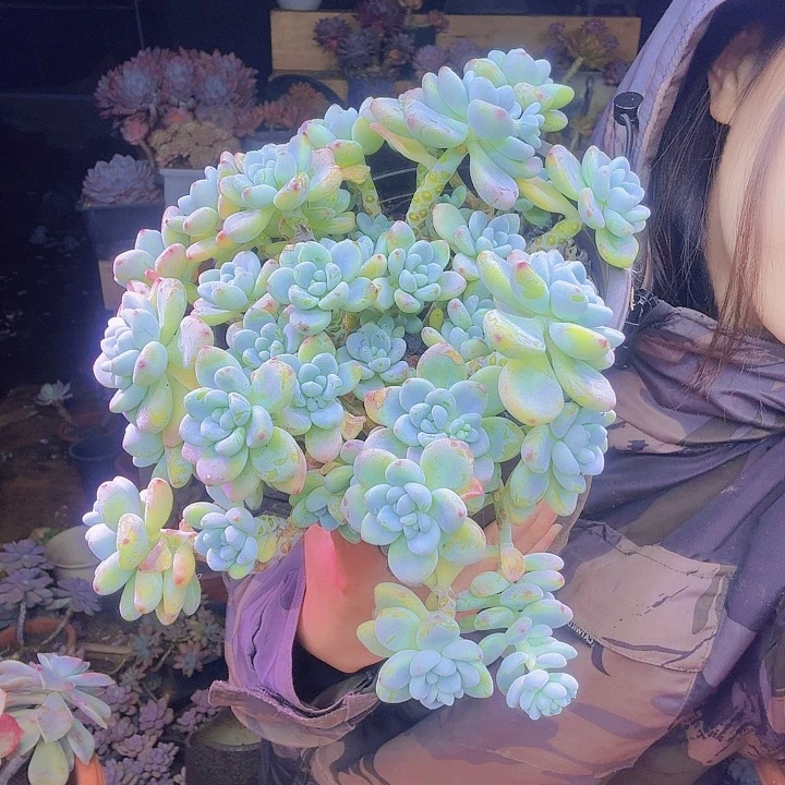 刘***云香水闹尔多肉植物福利处理