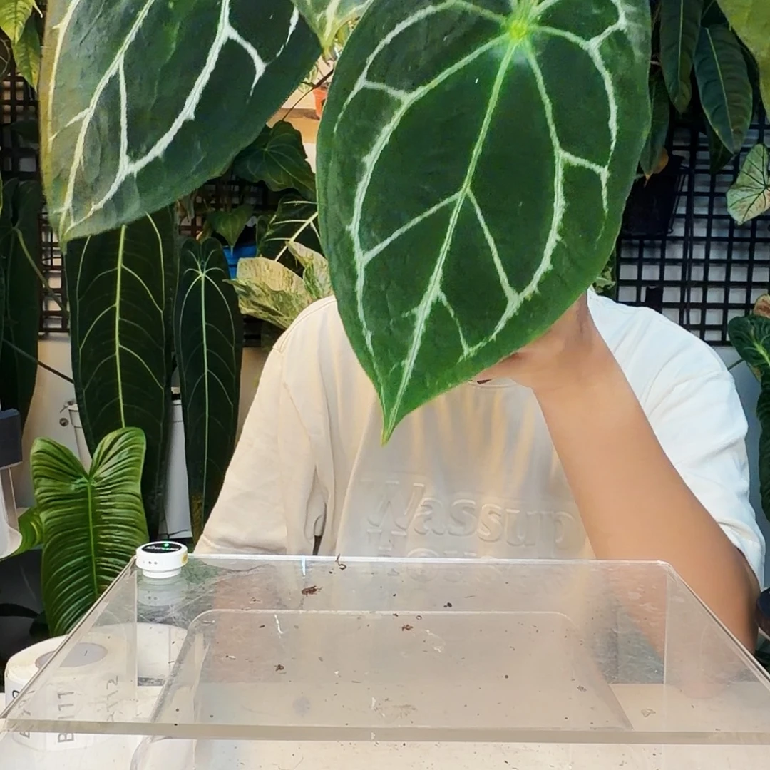 不开花植物B101黑水晶盾