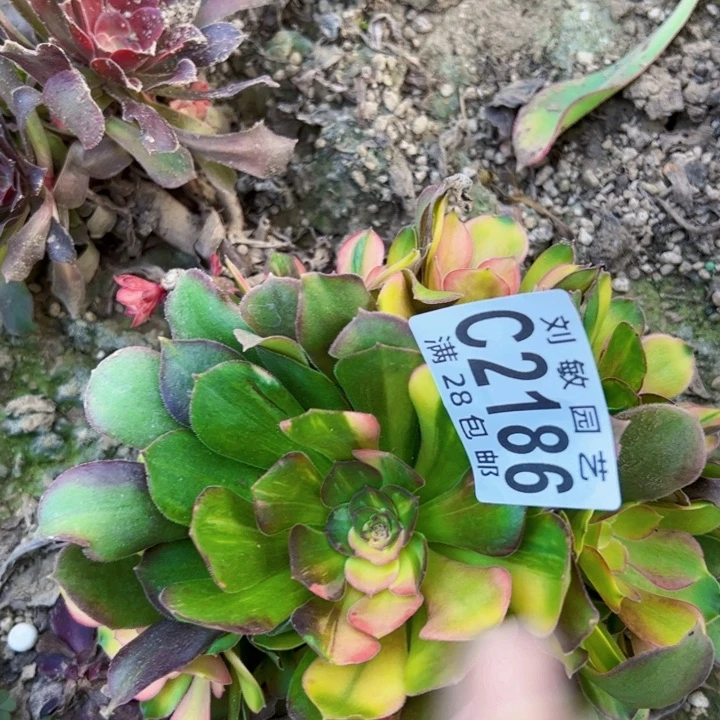 2186多肉植物法师法师