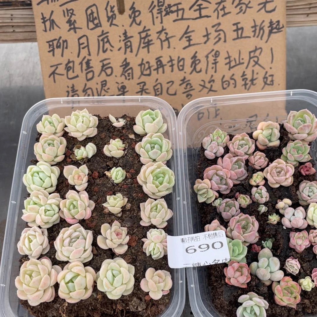 云糖心多肉植物690