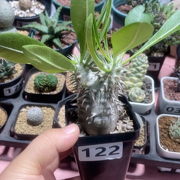 122西巴女王块根，