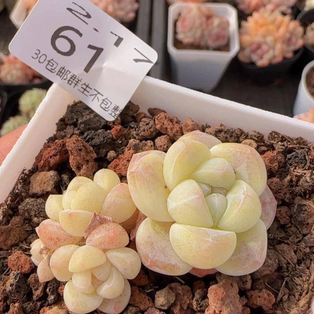 冰玉一盆脱土发货不包整