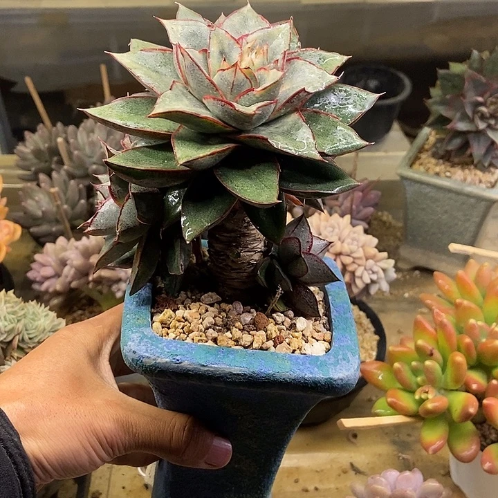 榴****s多肉植物一物一拍