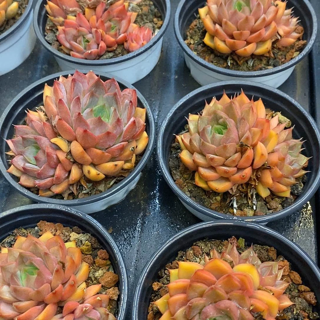 团。多头浪漫。福利多多