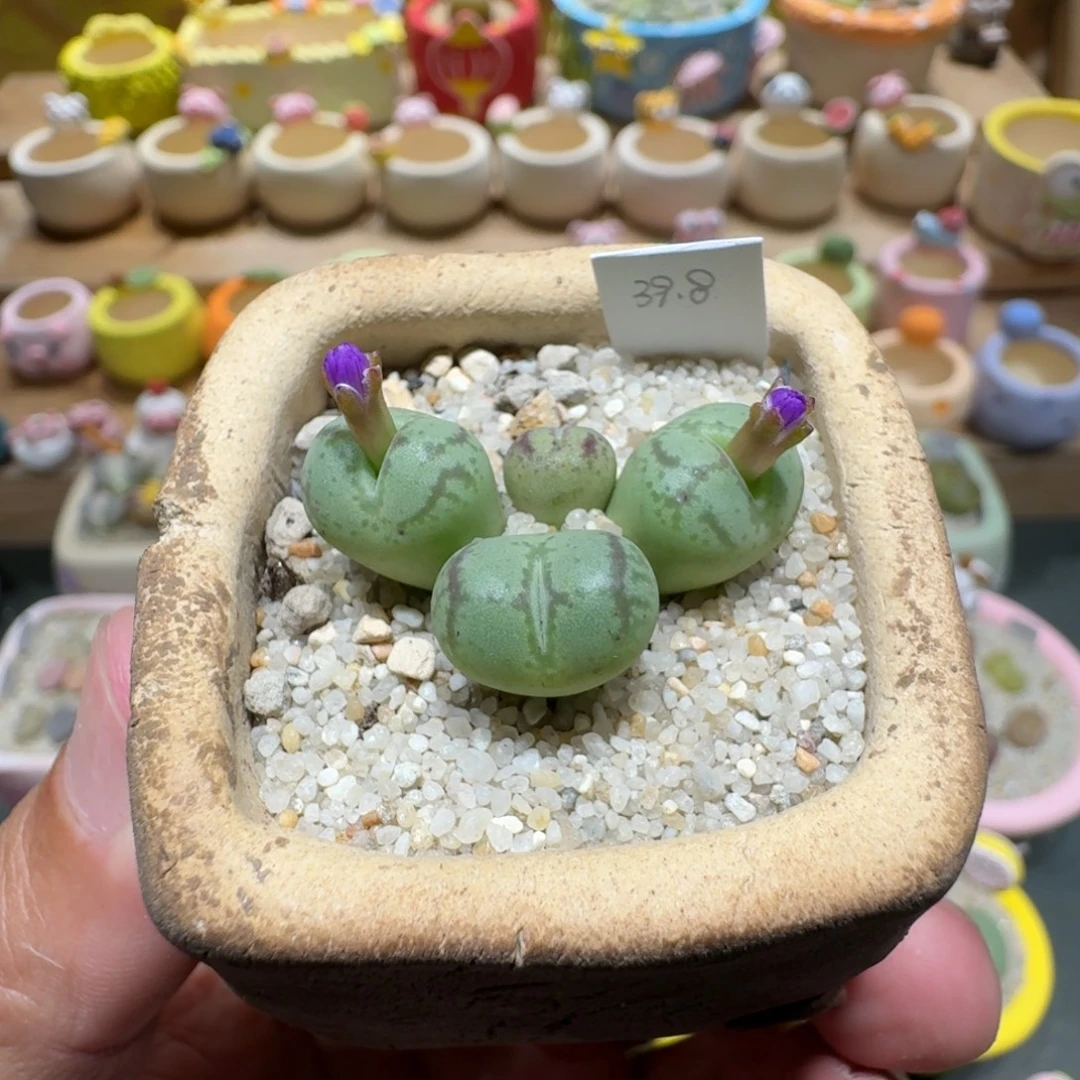 蘑菇1152猴脸多肉植物