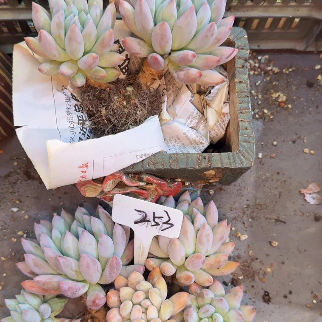 大***店多肉植物的生长发育与