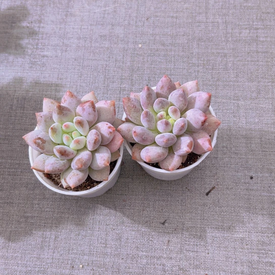 半夏四盆111111111