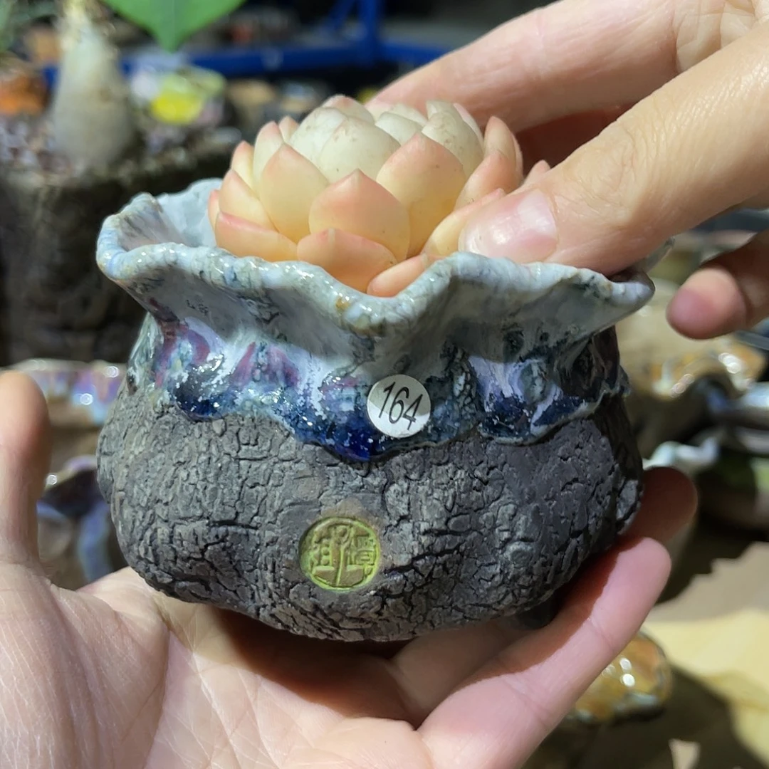 特价7外口9外高6厘米