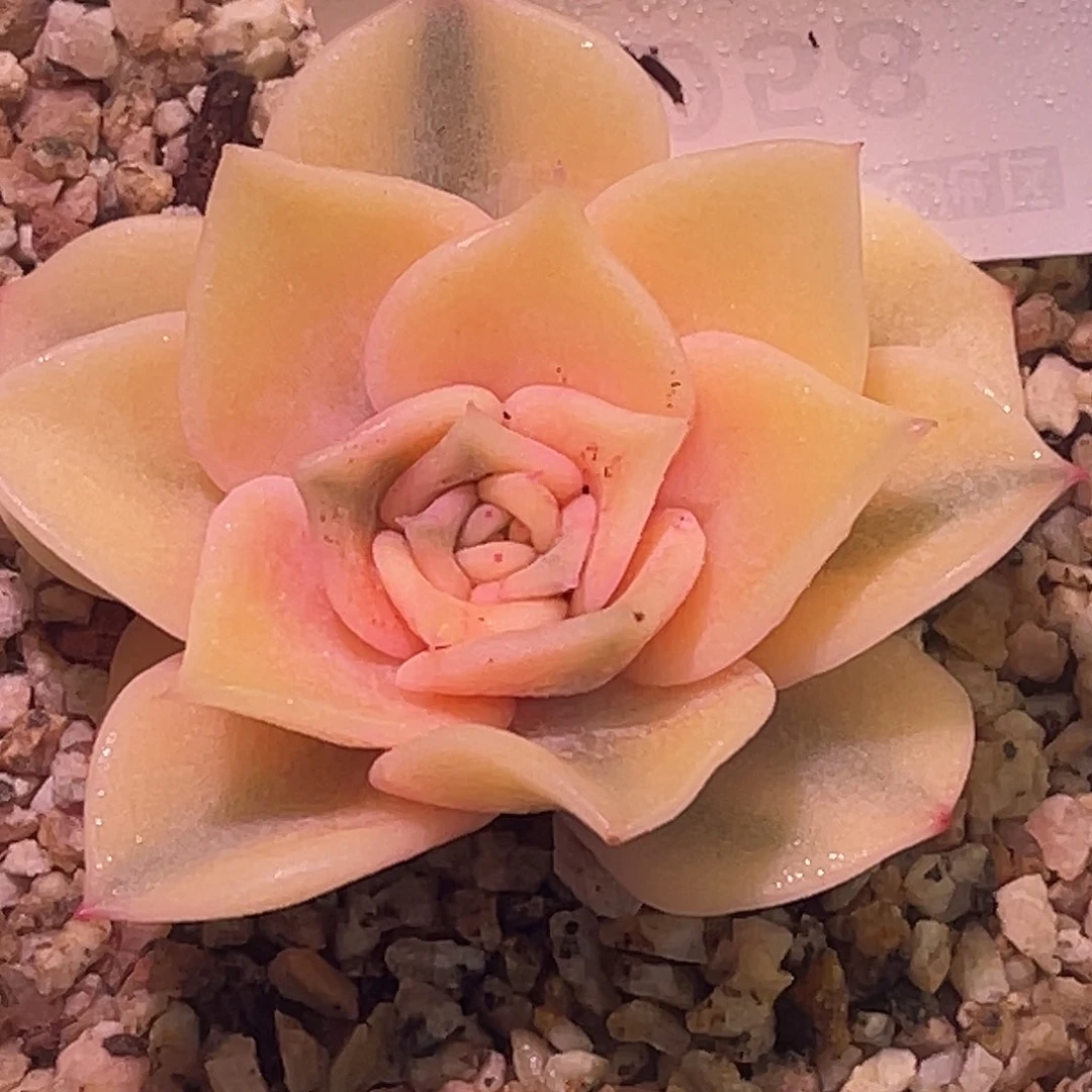 尚品园艺福利露西娜宽锦头盖