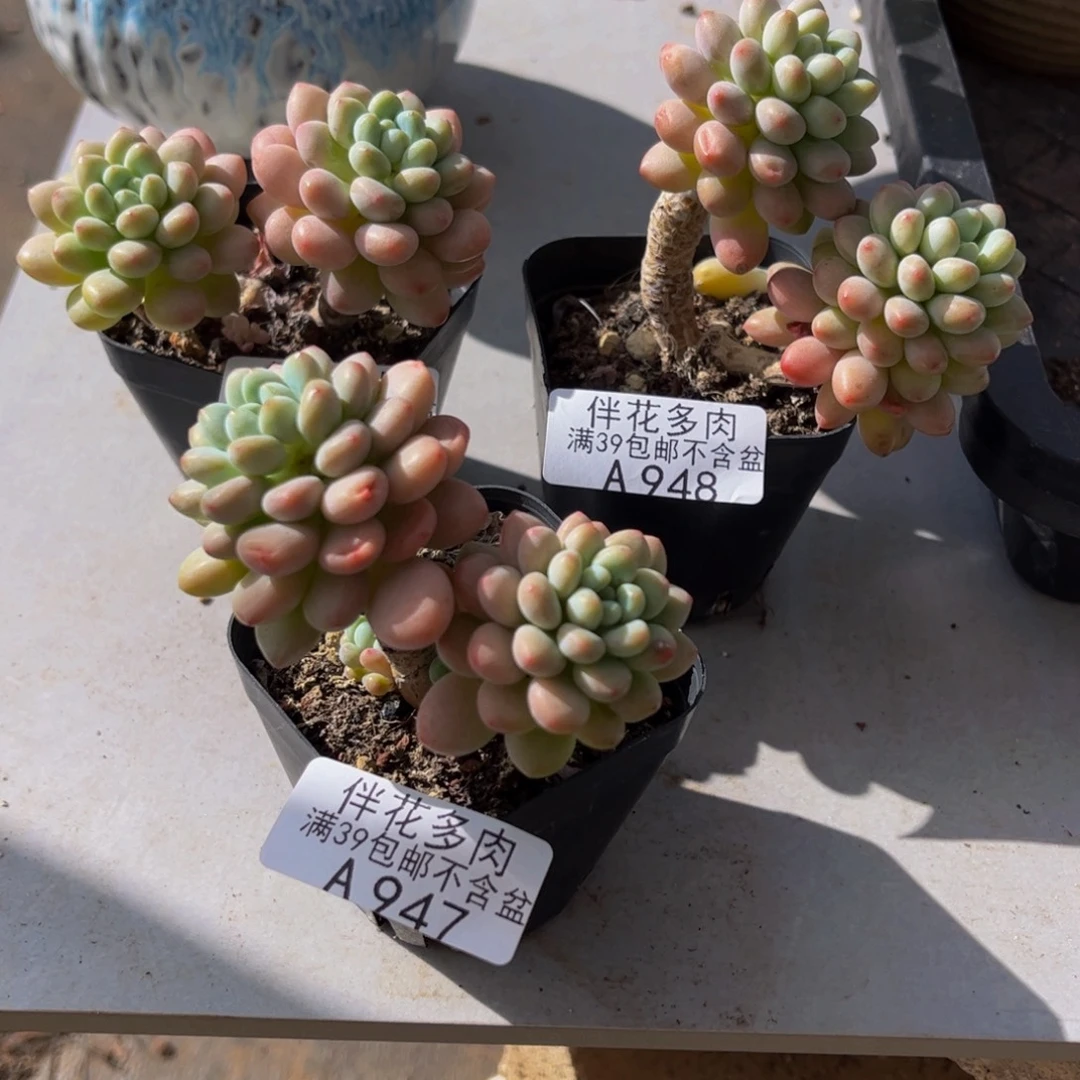 子***陌947-948-949-鱼子酱多肉6cm多肉共三款