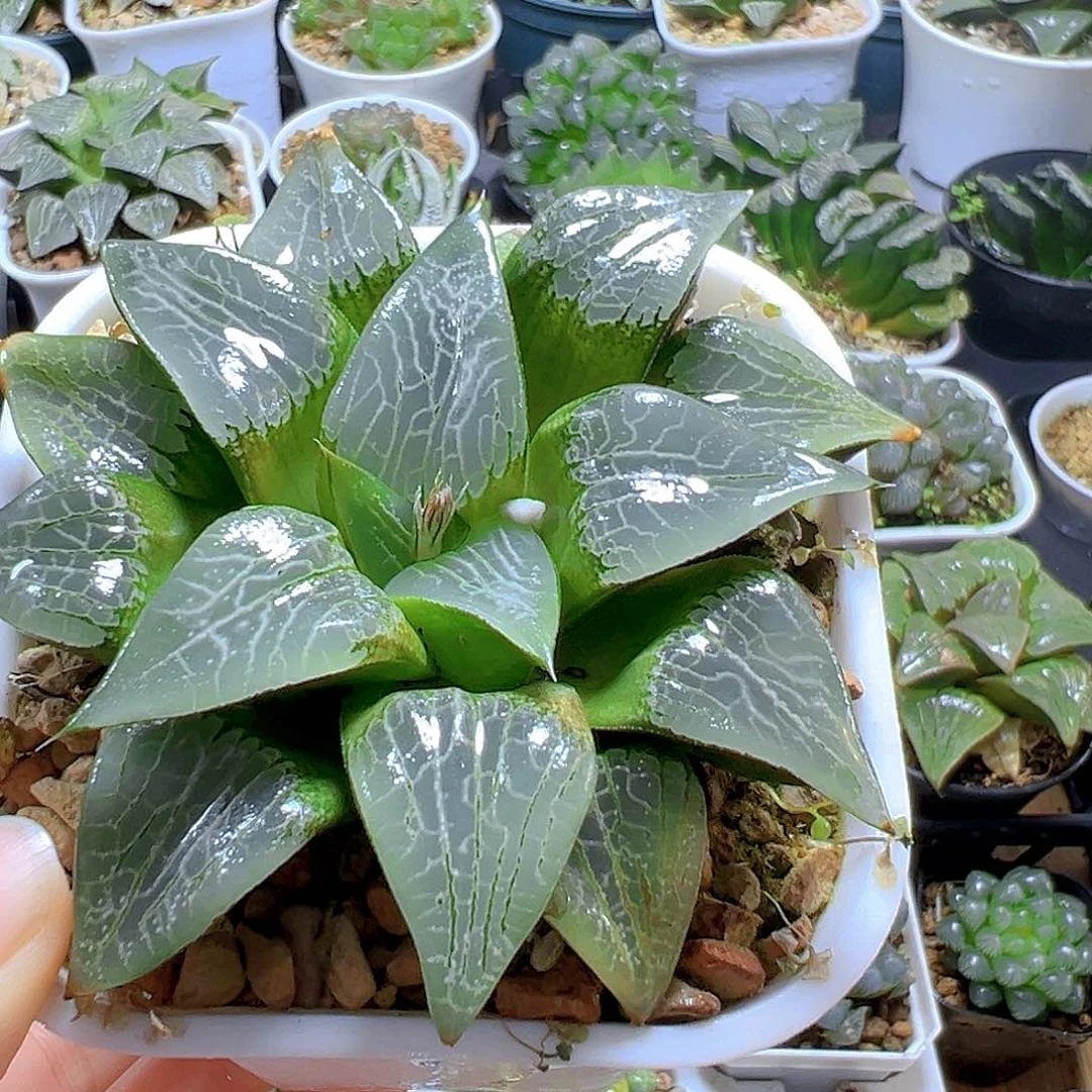 冰河寿多肉多肉多肉多肉