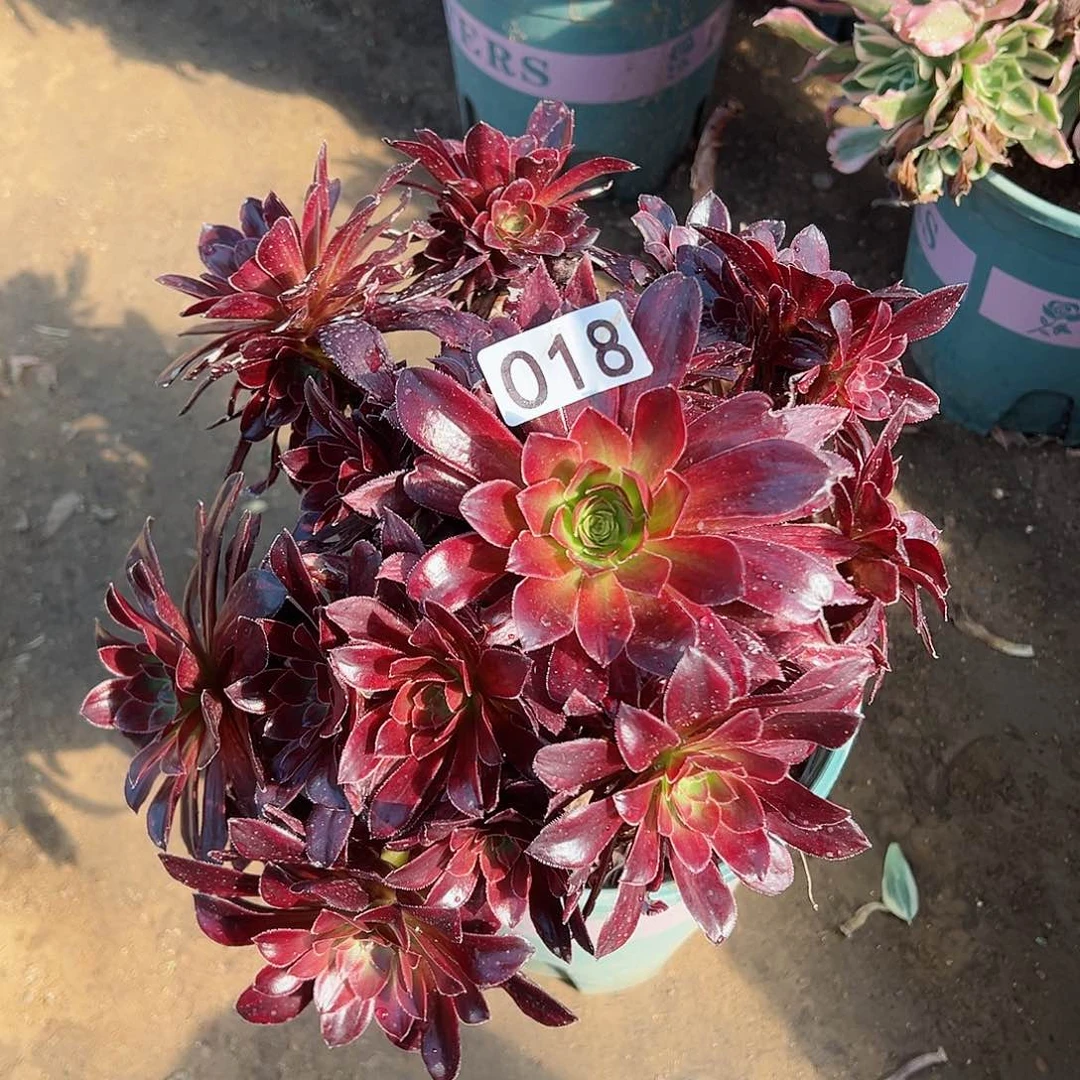 紫砂茶宠金丝缕老桩018