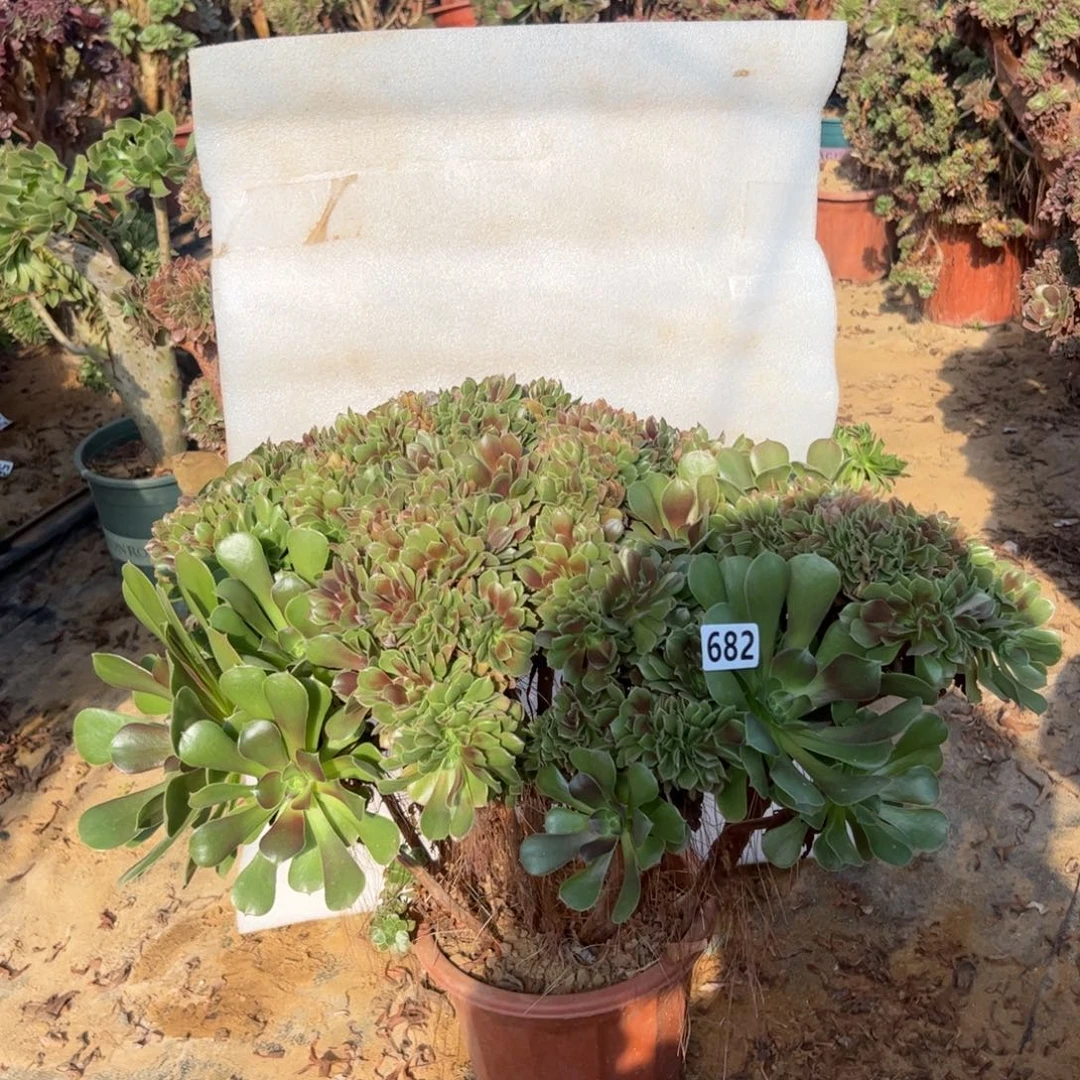 玫瑰缀682冠服50厘米