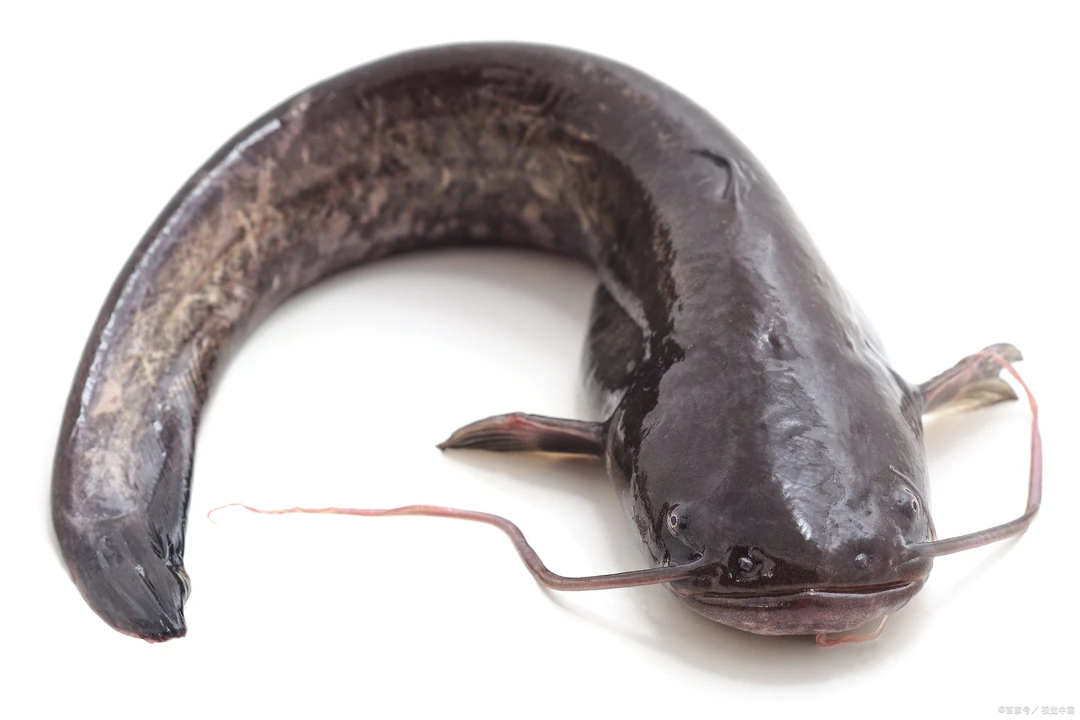 东北冷水土鲶鱼活体速冻发货