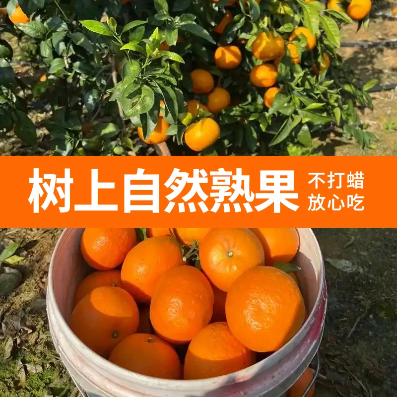 【9/10斤】正宗武鸣沃柑皮薄多汁柑橘现摘广西当季水果产地直发