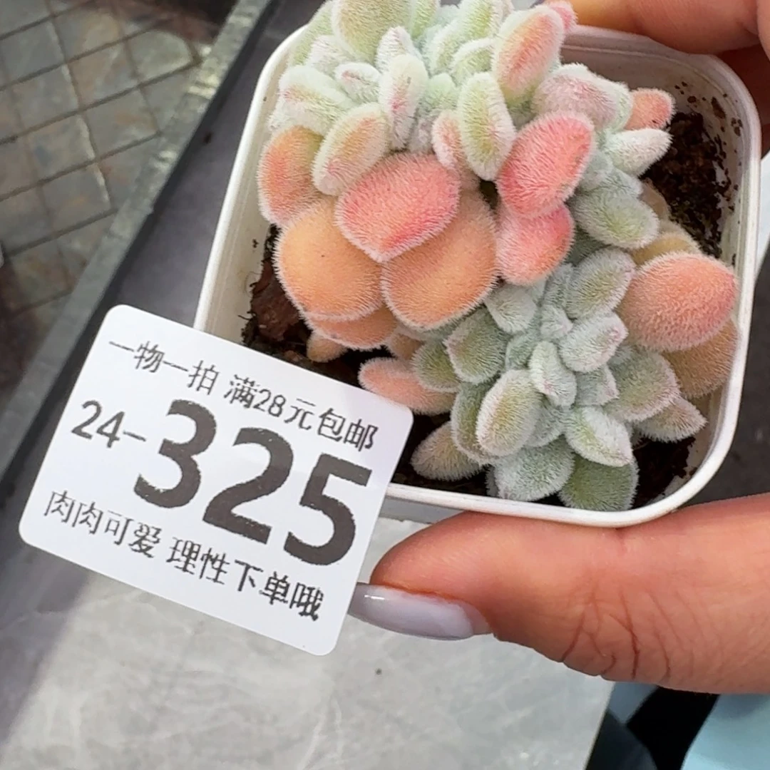 雪晃星无盆土发货无