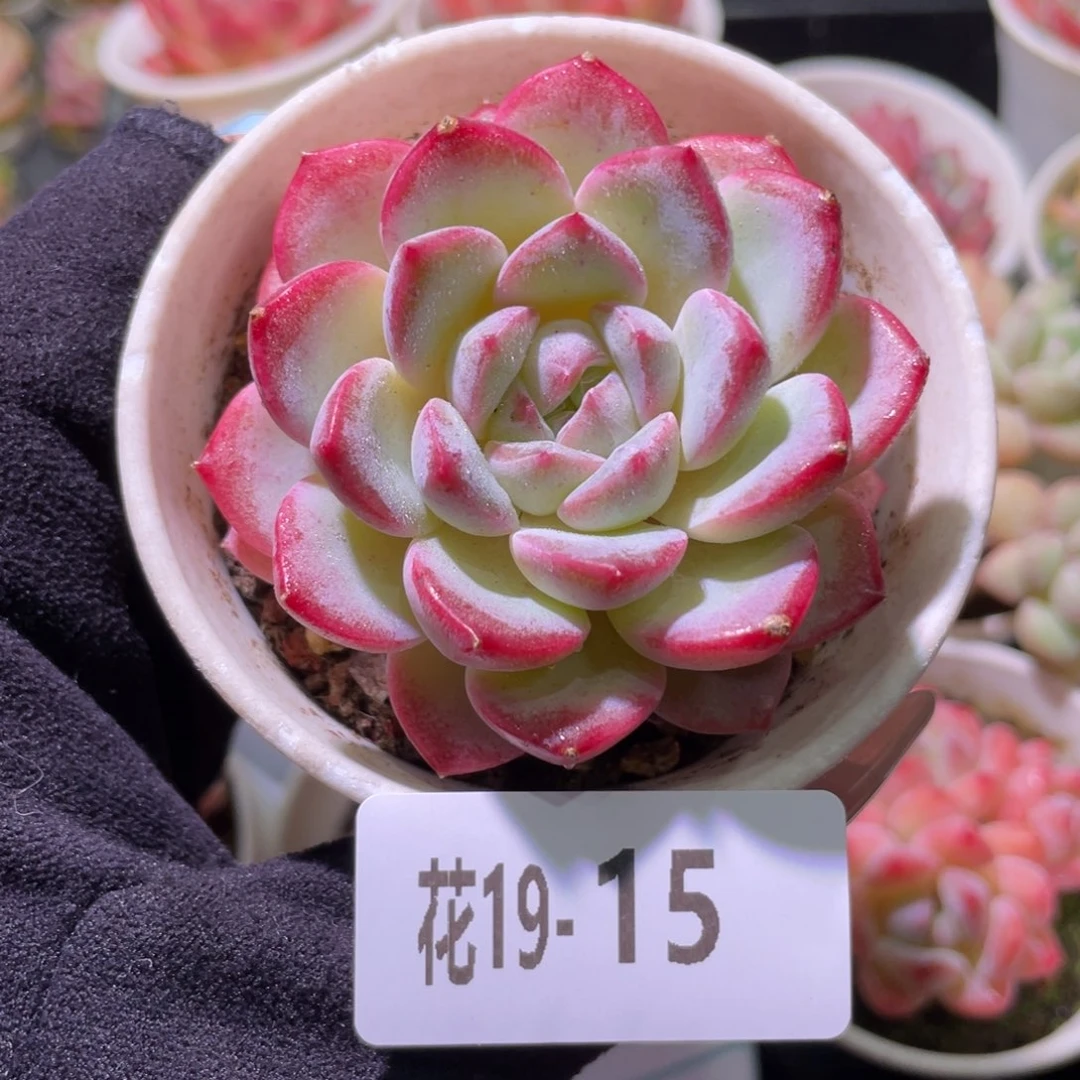 花利美19-15新品单头