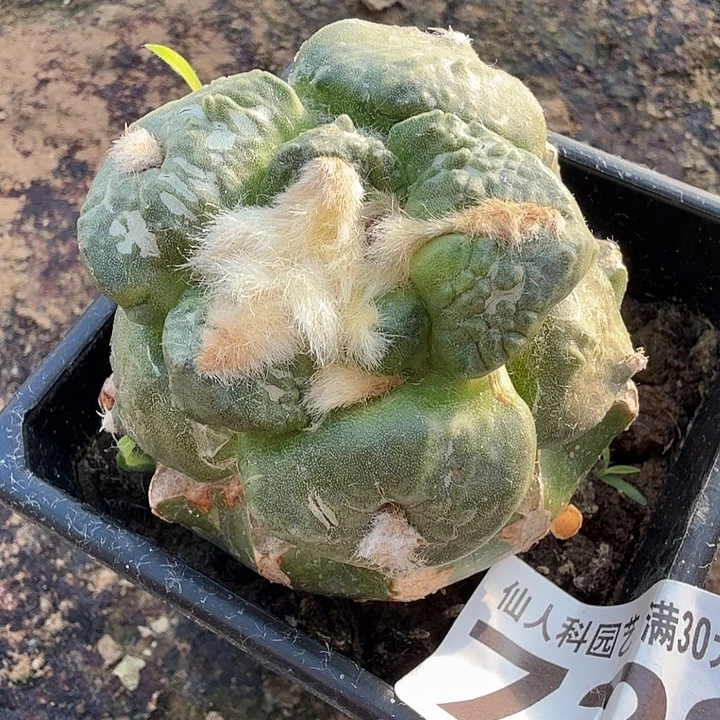 无花朵722大尤光面连山东八