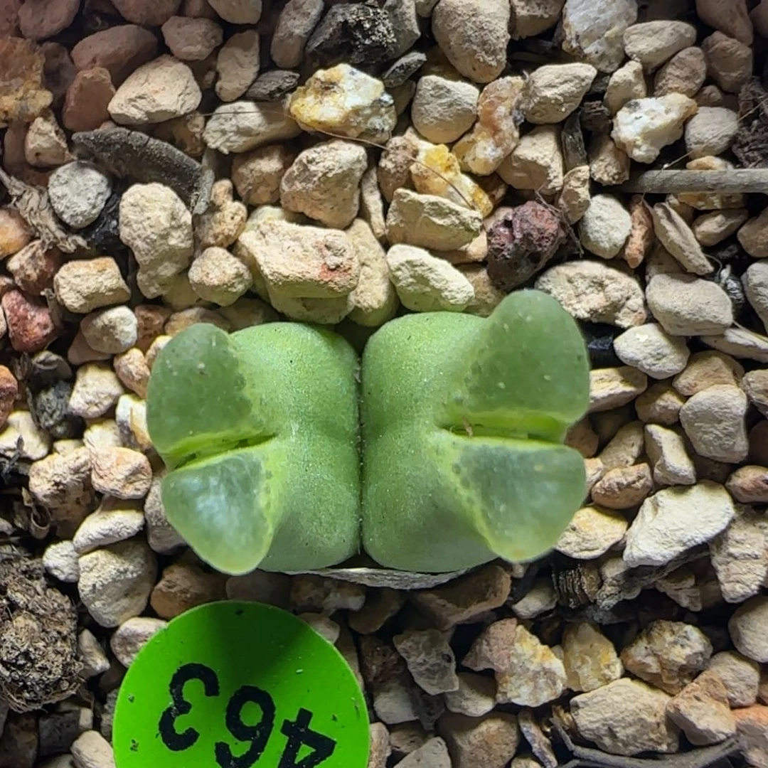 超级奶瓶多肉植物463