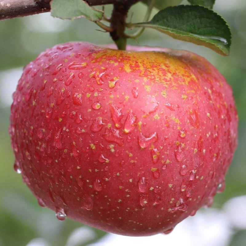 四川大凉山盐源苹果冰糖心丑苹果当季新鲜现摘脆甜多汁当季水果