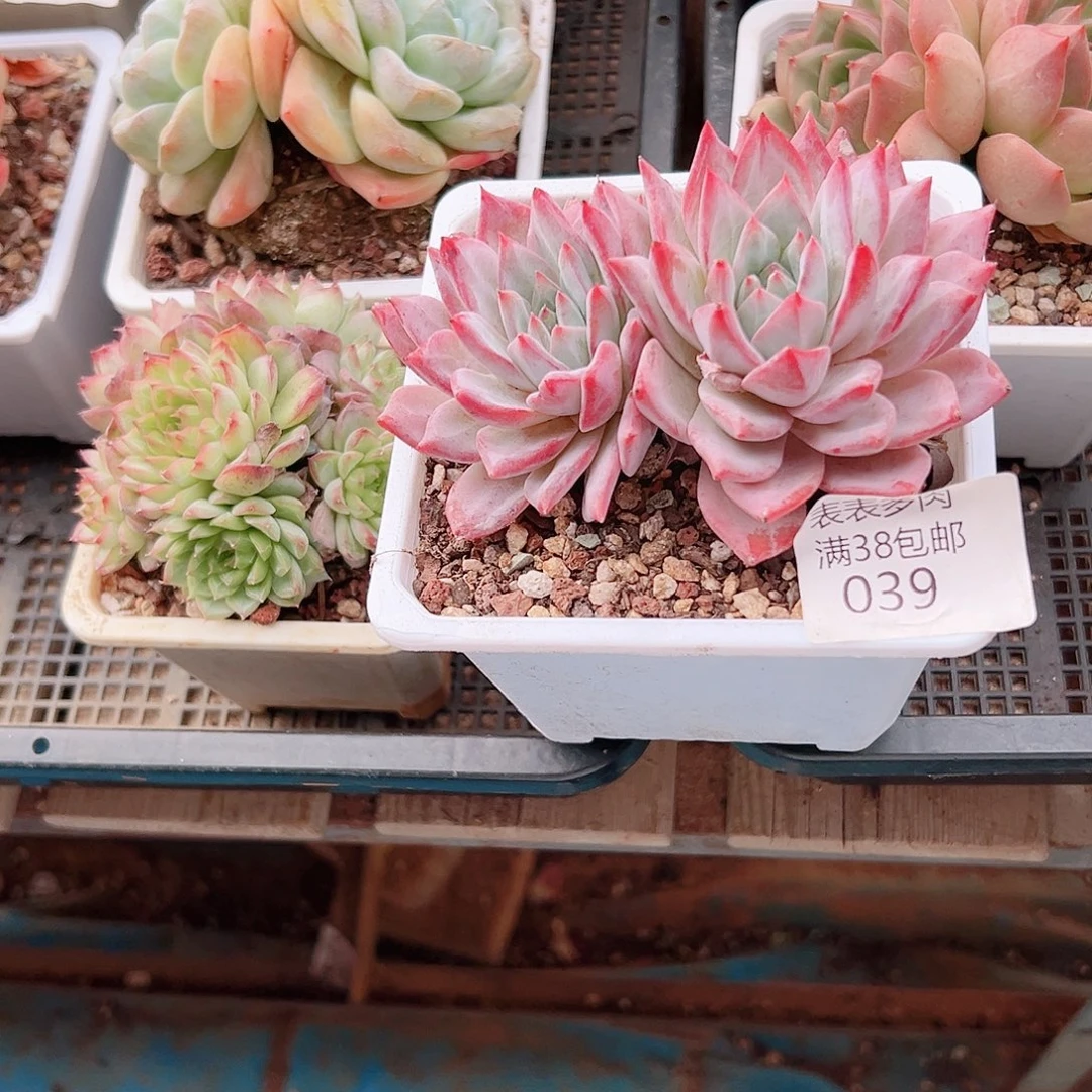 秋***实多肉一物＿拍植物039