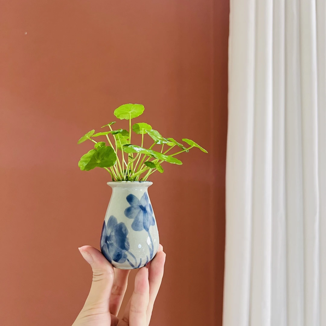 【植蕨】水培铜钱草室内办公桌四季常青好养