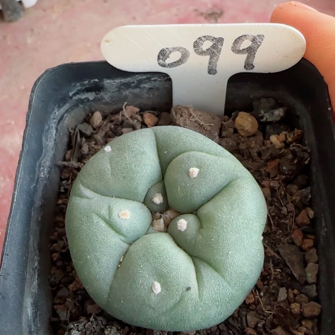 实生草球多肉3.5厘米