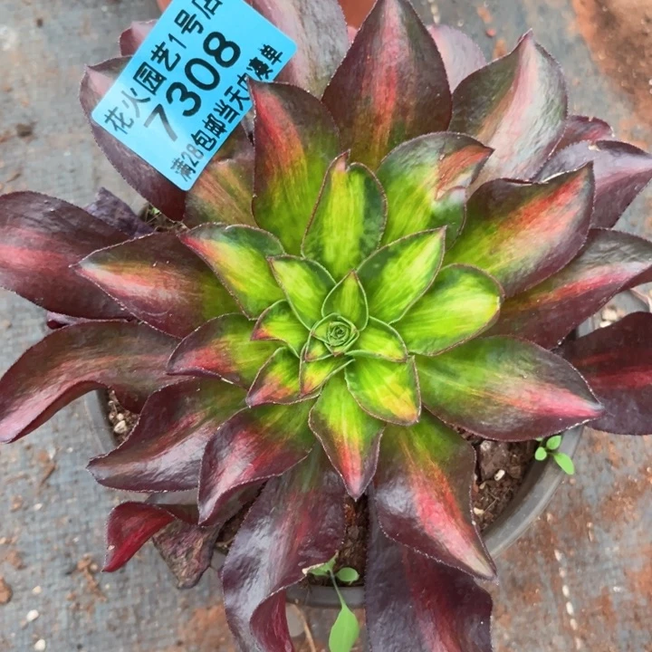 魅影中班7308多肉植物