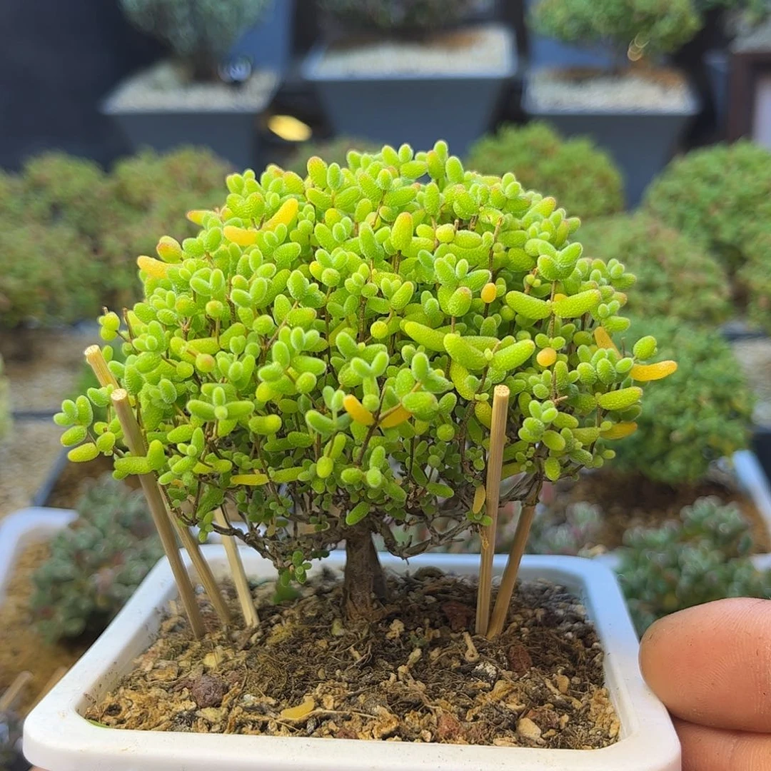 281蜜橘糖球枝干番杏