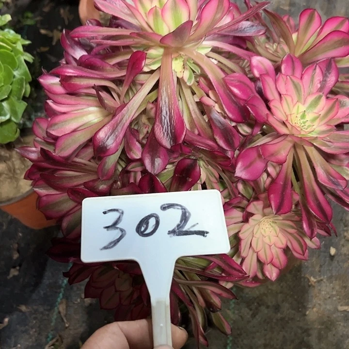 *‍****多肉植物红铜白法师