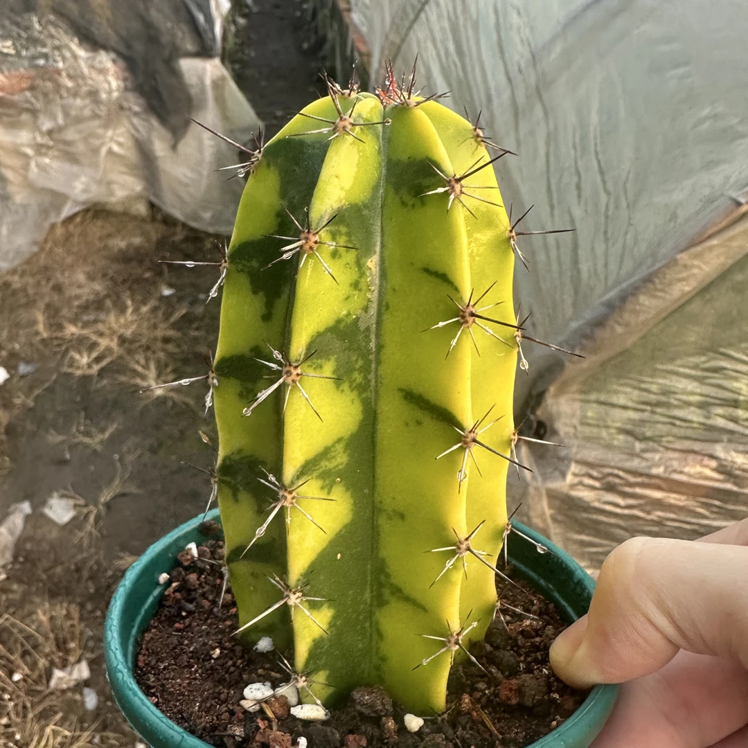 仙人球直播综合链接朝雾阁锦