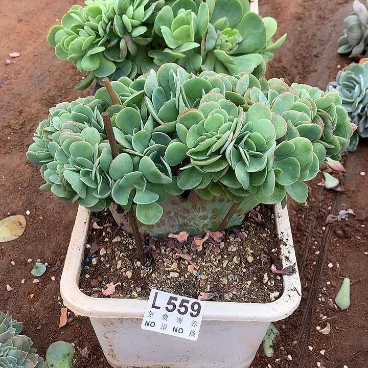 莫妮卡缀 多肉植物9.27号左右发
