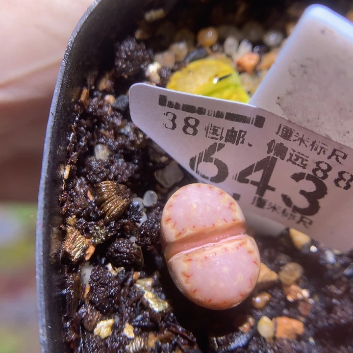 zzz精品生石花643