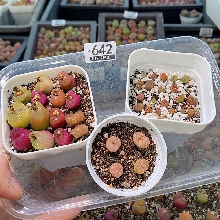 大舅生石花肉锥多肉642