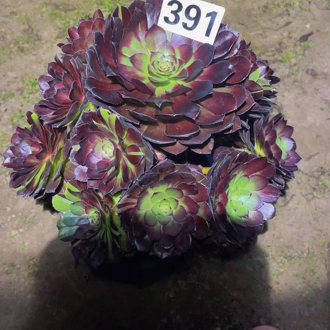 多肉法师391号黑寡妇发货不包损