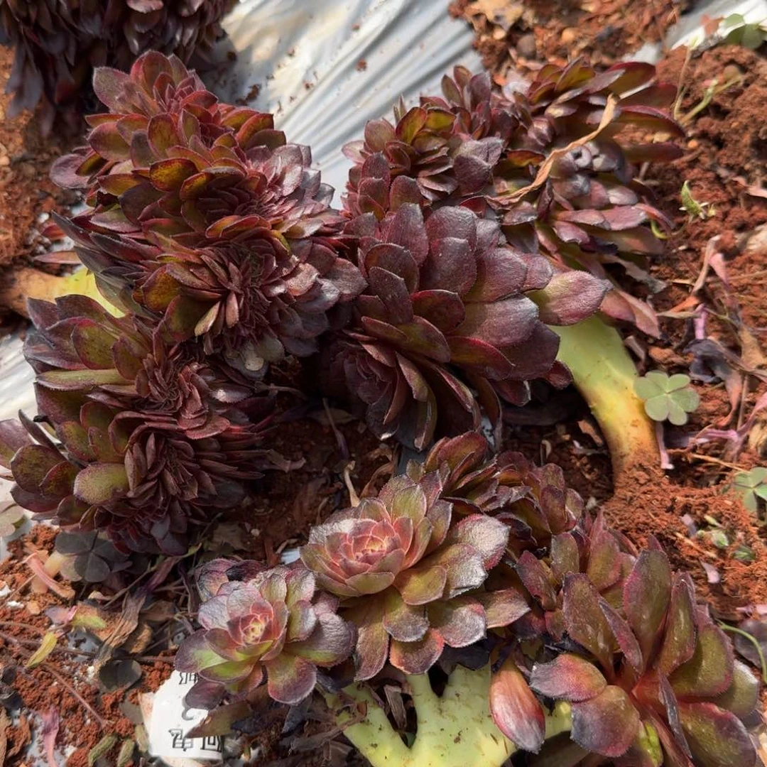 9.9玫瑰锦缀送小缀啊啊啊啊啊