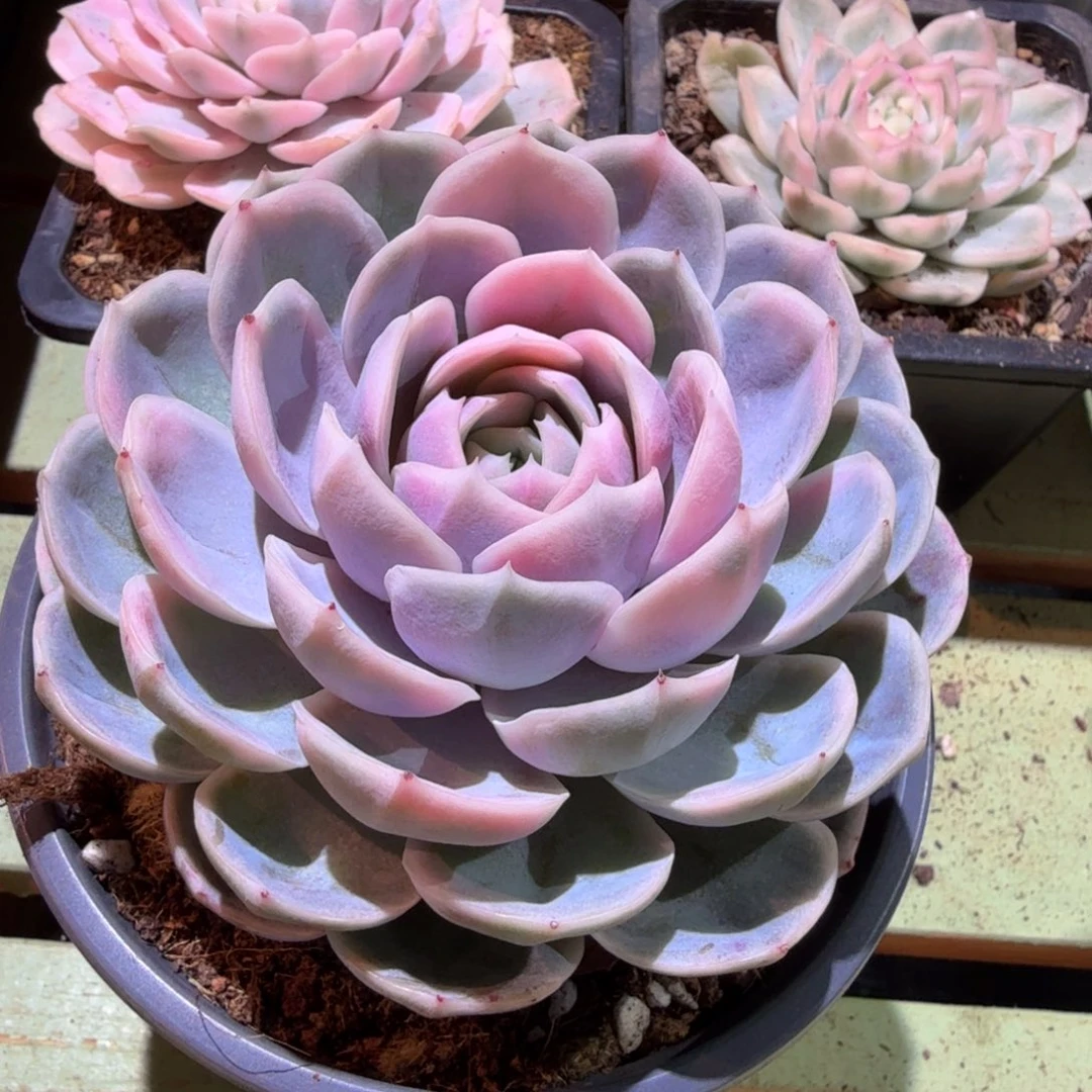 蓝色惊喜锦，锦上园艺一物一拍