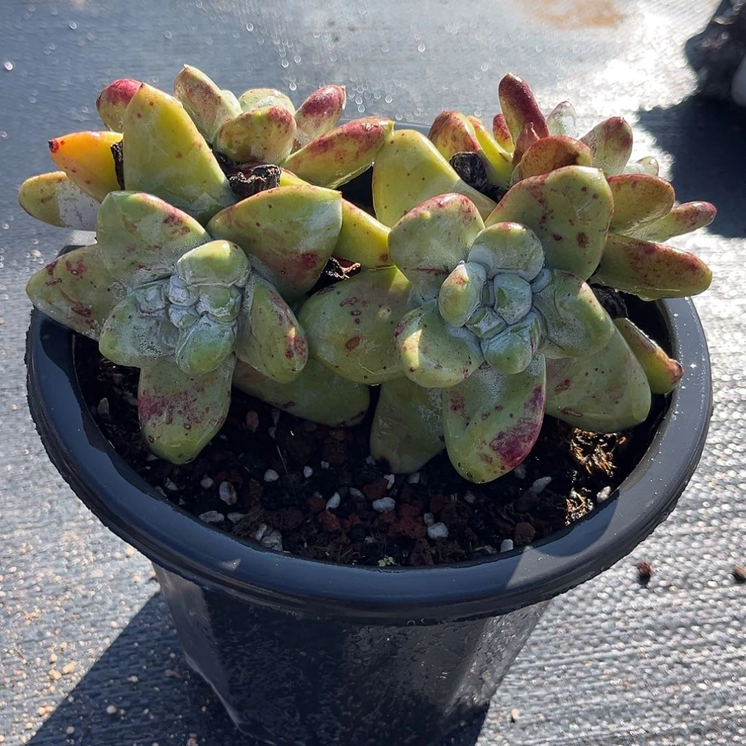 小鹿多肉一物一拍